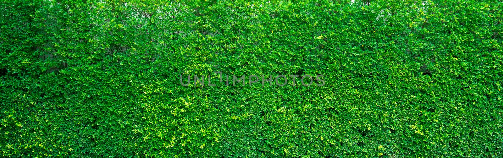 Beautiful green wall background