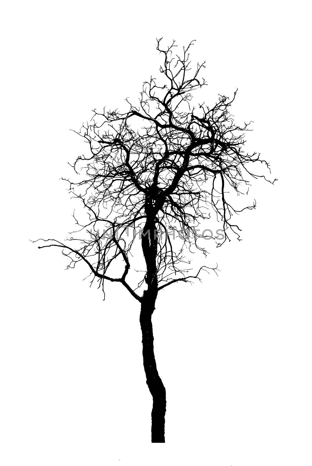 Silhouette dead tree isolated on white background for scary or death with clipping path. Halloween day background. Hopeless and despair concept.