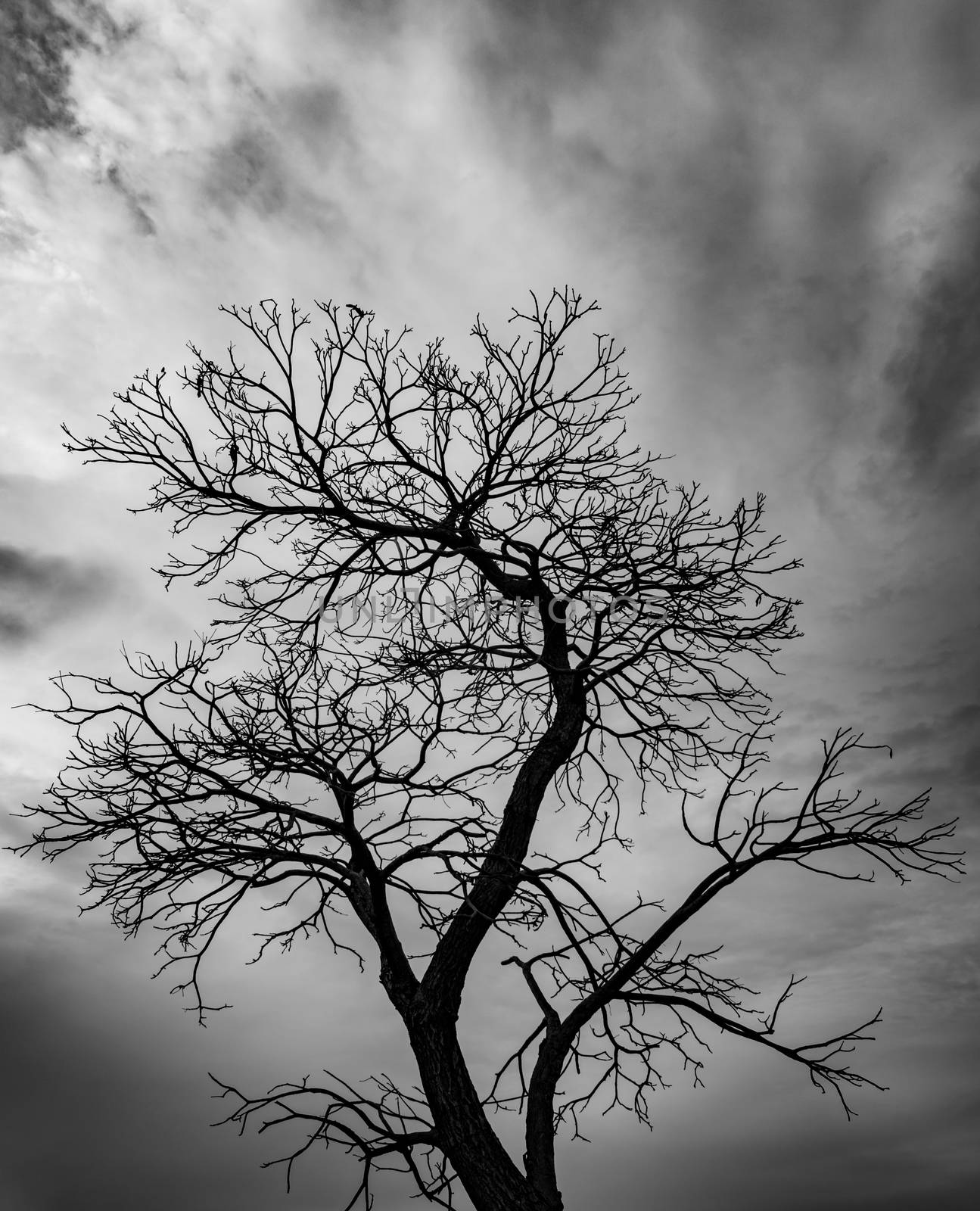 Silhouette dead tree on dark sky background for scary or death. Halloween day background. Hopeless and despair concept. by Fahroni