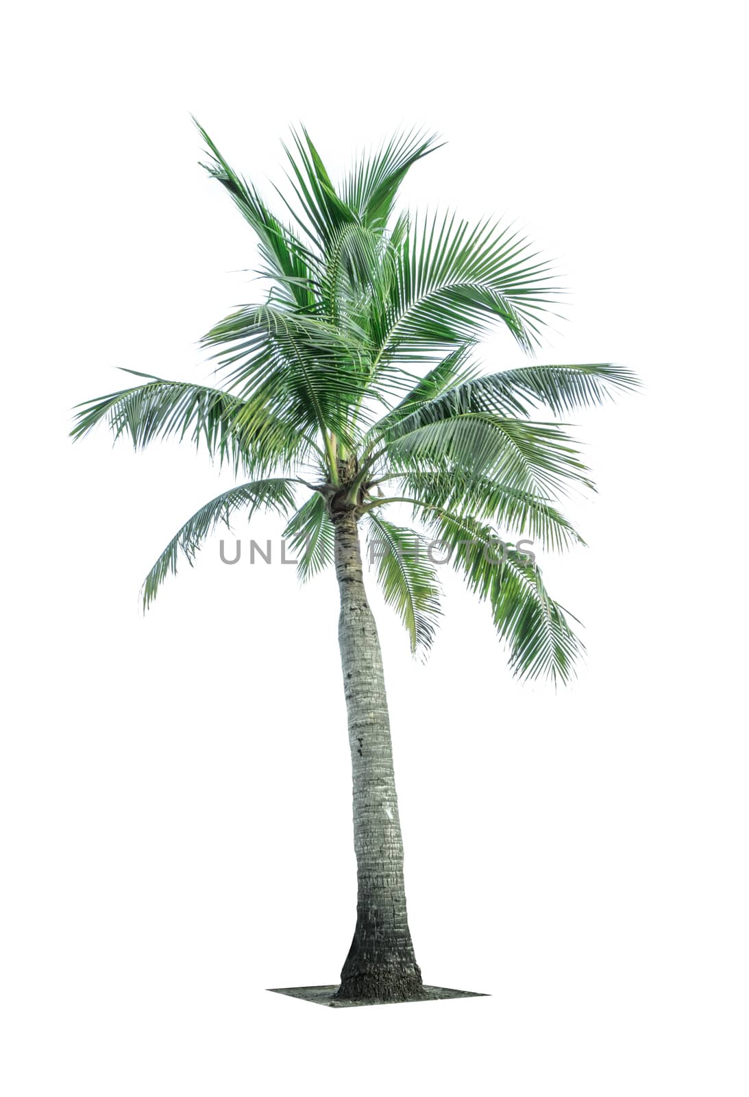 Coconut tree isolated on white background used for advertising decorative architecture. Summer and beach concept by Fahroni