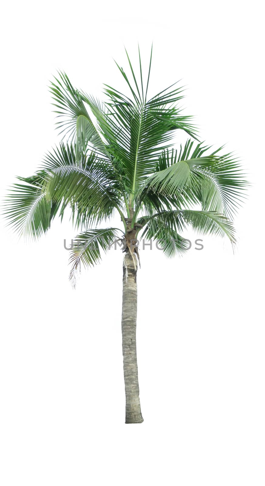 Coconut tree isolated on white background used for advertising decorative architecture. Summer and beach concept by Fahroni