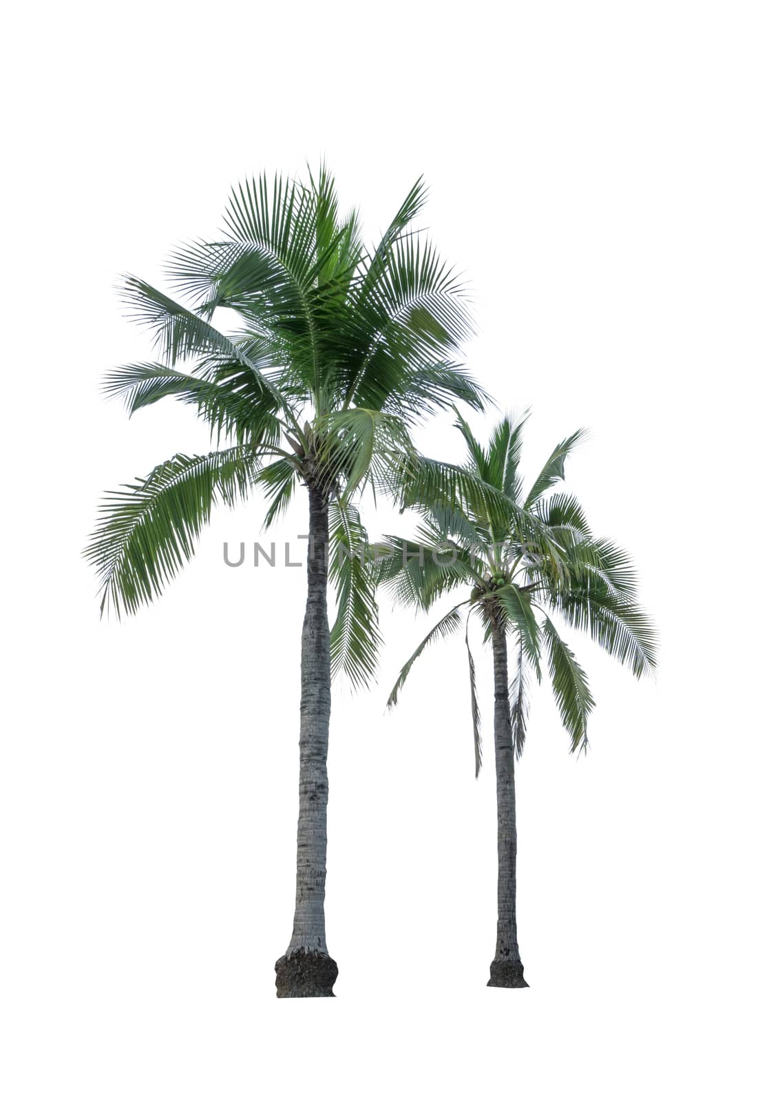 Two coconut tree isolated on white background used for advertising decorative architecture. Summer and beach concept by Fahroni