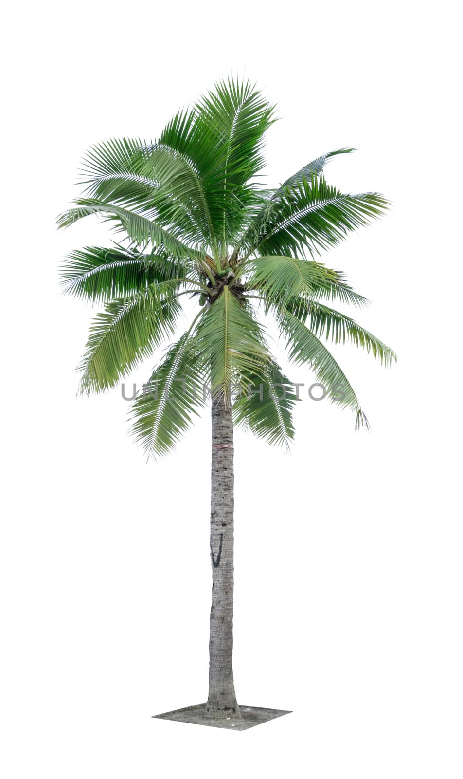 Coconut tree isolated on white background used for advertising decorative architecture. Summer and beach concept by Fahroni