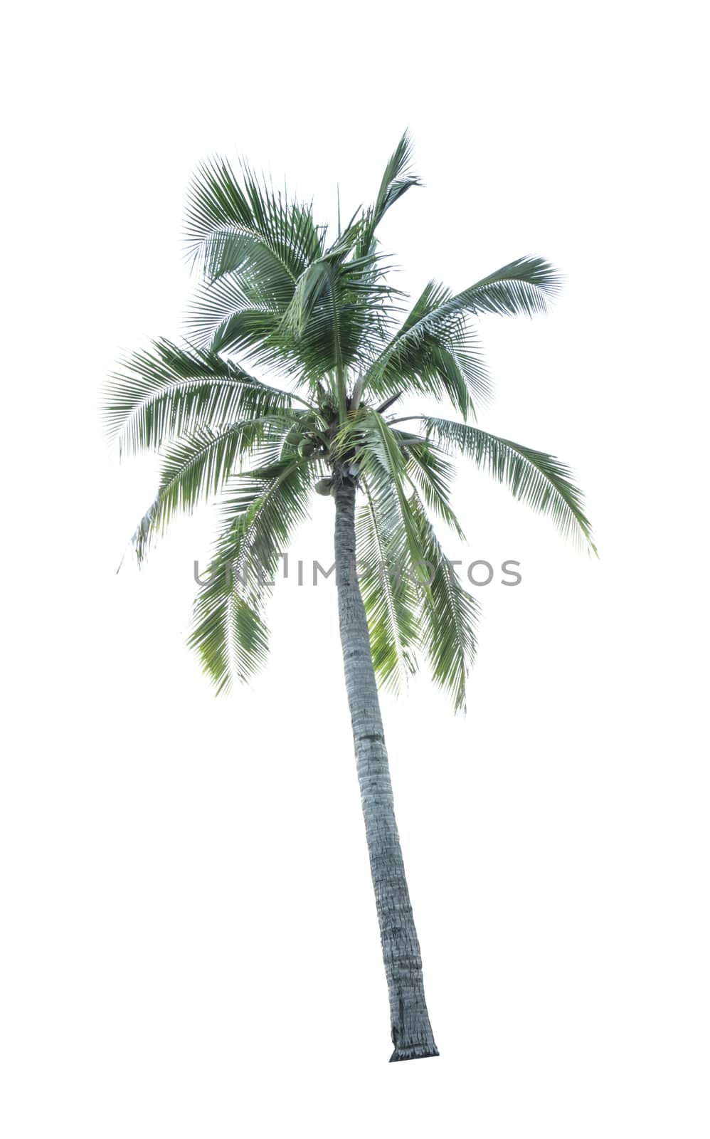 Coconut tree isolated on white background used for advertising decorative architecture. Summer and beach concept