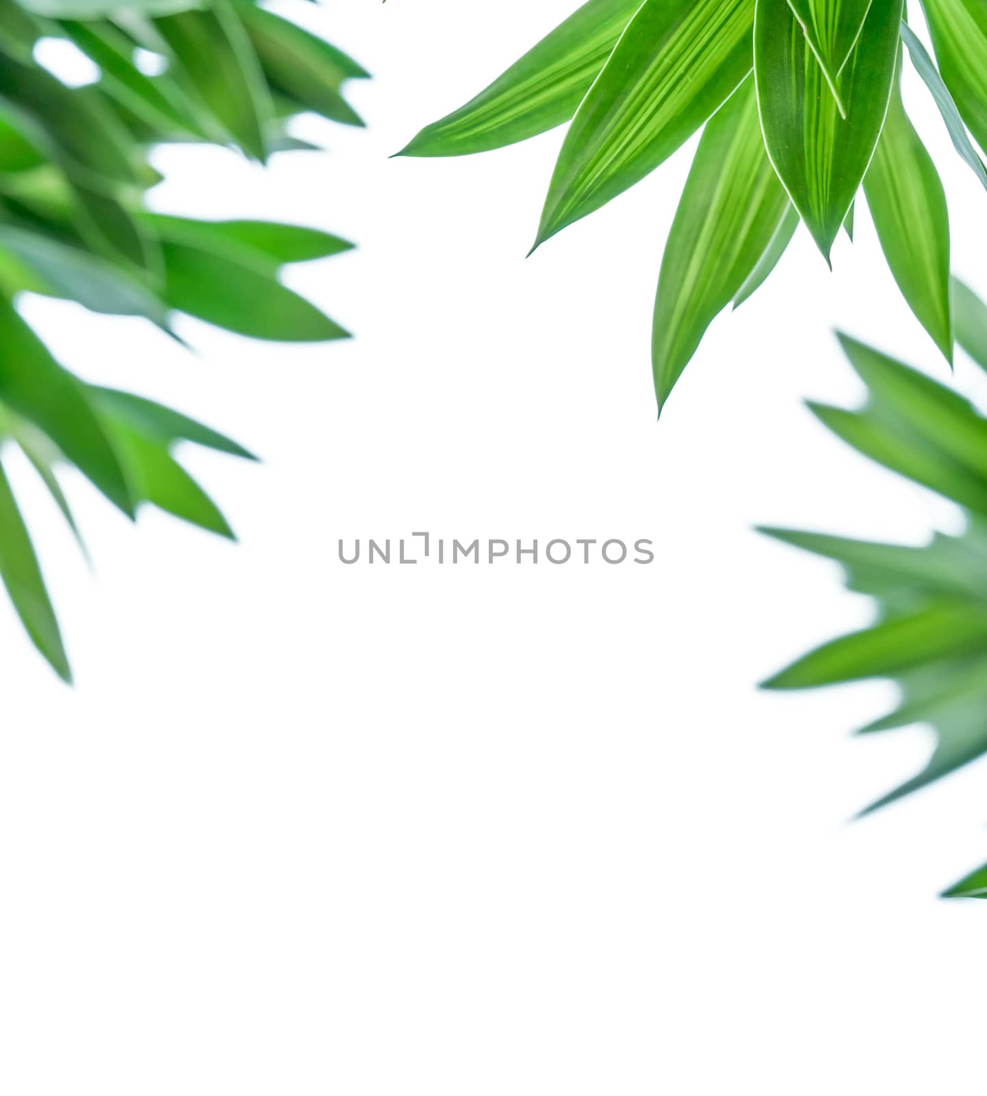 Green leaves on white background with copy space. Use for advertise natural concept. by Fahroni