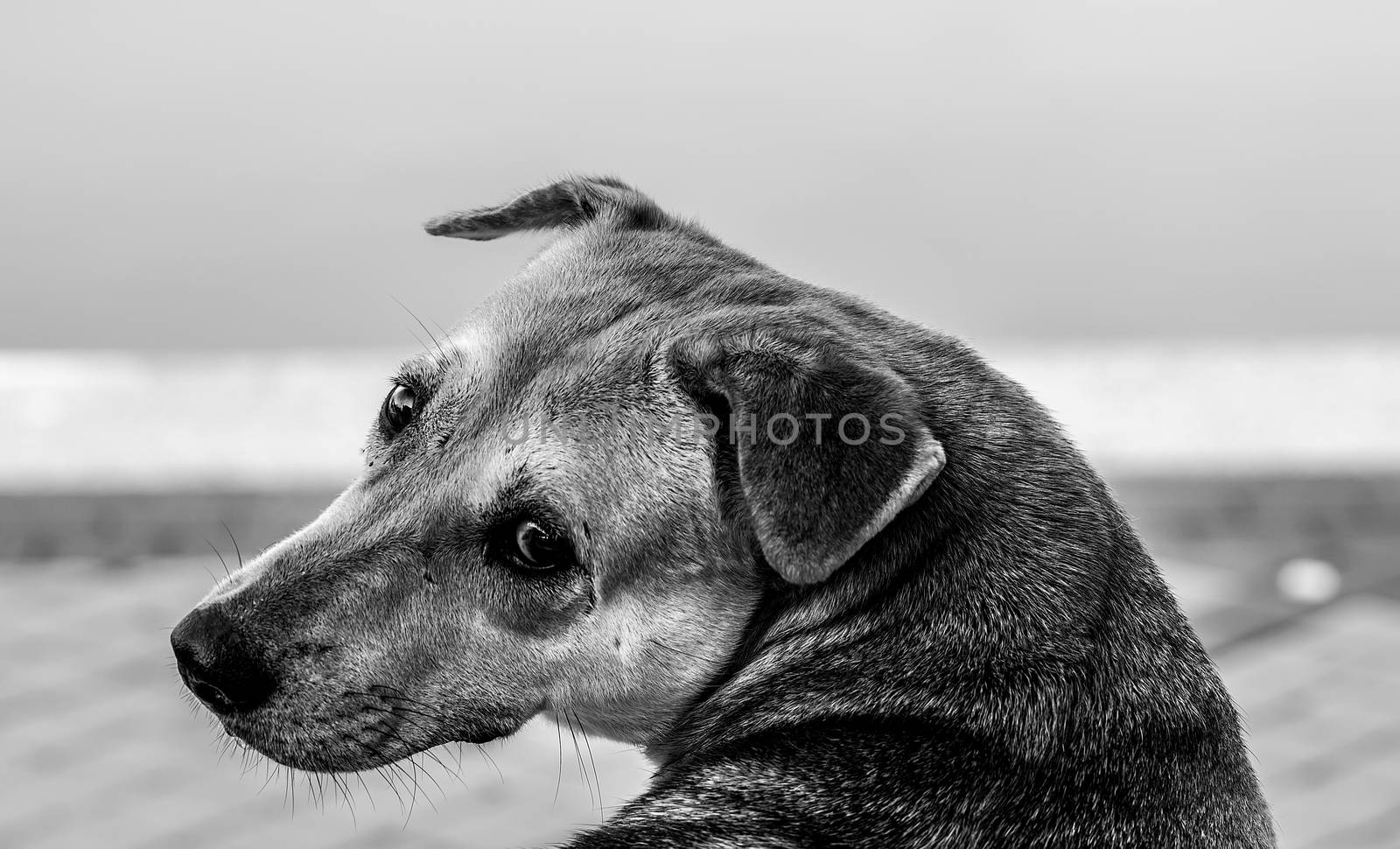 Black and white photo of a sad dog with copy space