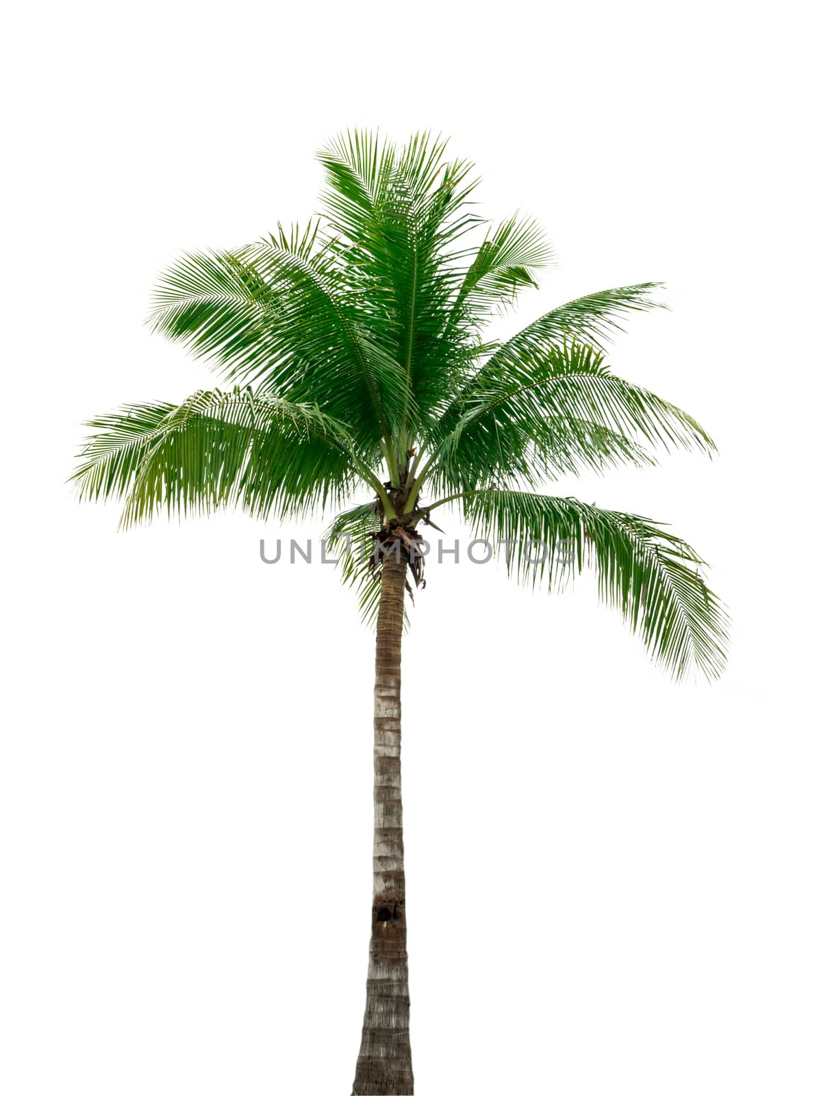 Coconut tree isolated on white background used for advertising decorative architecture. Summer and beach concept by Fahroni