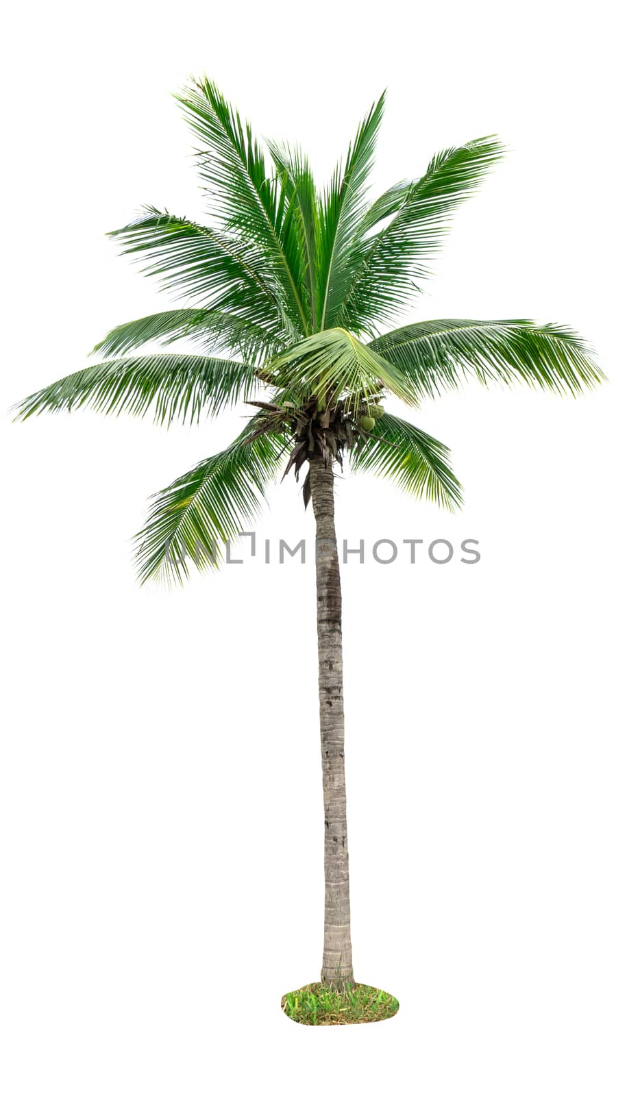 Coconut tree isolated on white background used for advertising decorative architecture. Summer and beach concept by Fahroni