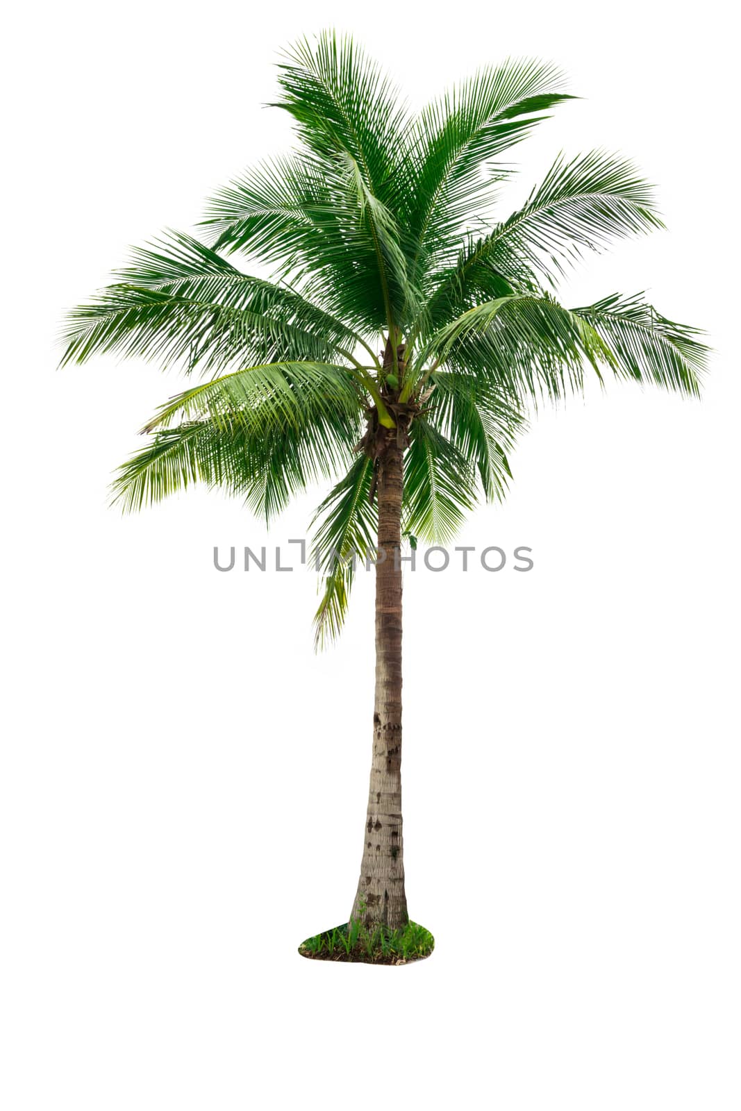 Coconut tree isolated on white background used for advertising decorative architecture. Summer and beach concept