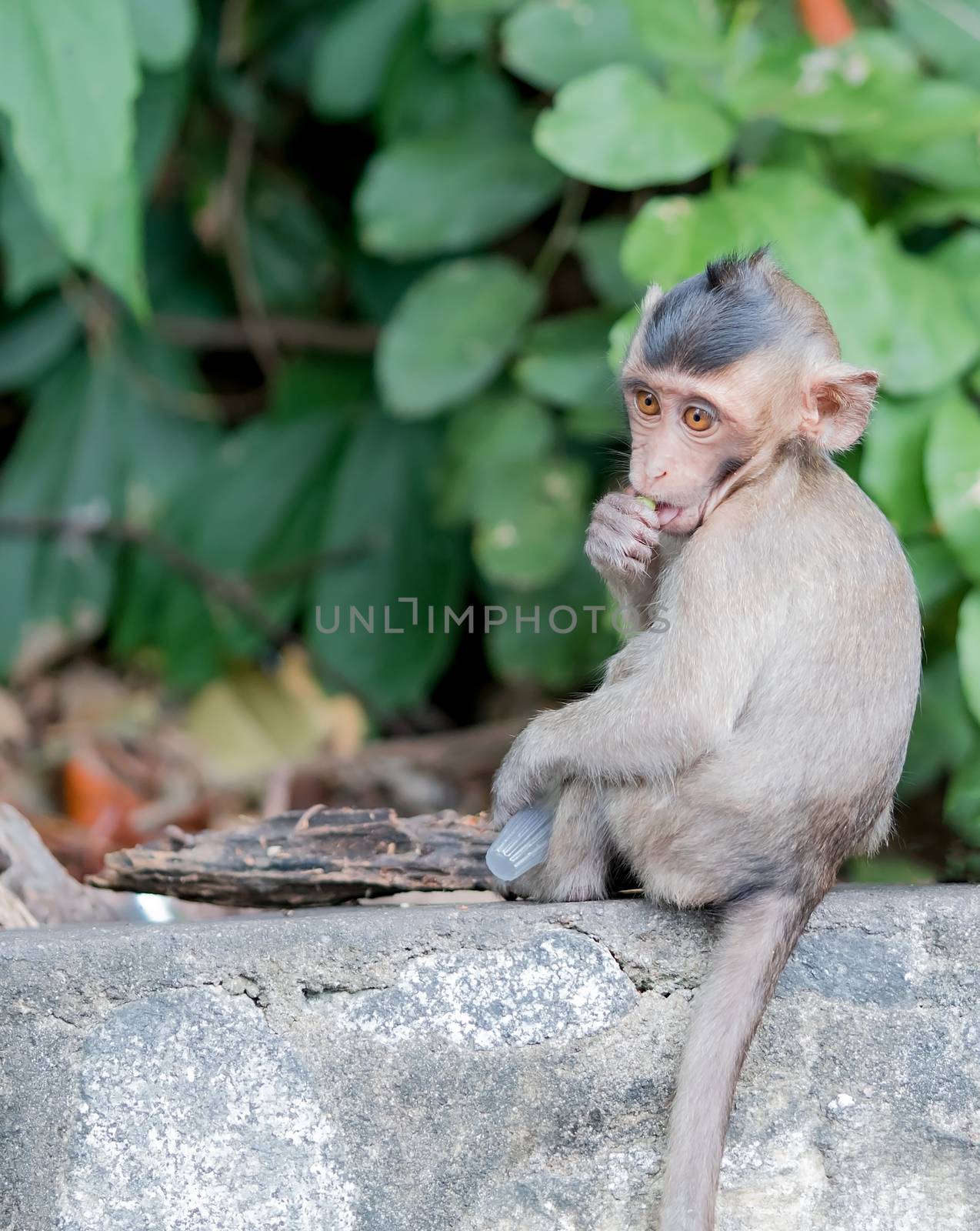 Baby brown monkey is eating jelly by Fahroni