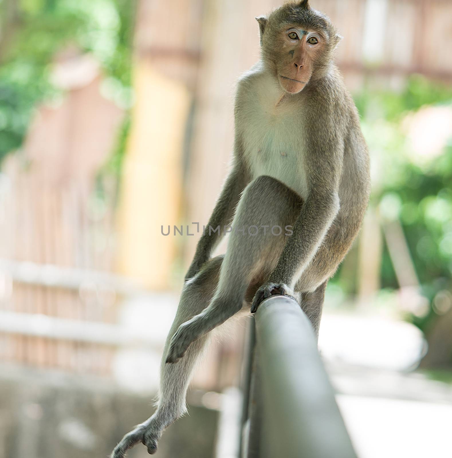 The brown monkey sitting on the iron rail is going to cry by Fahroni