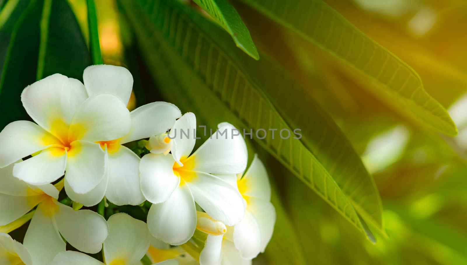 Frangipani flower (Plumeria alba) with green leaves on blurred background. White flowers with yellow at center. Health and spa background. Summer spa concept. Relax emotion.