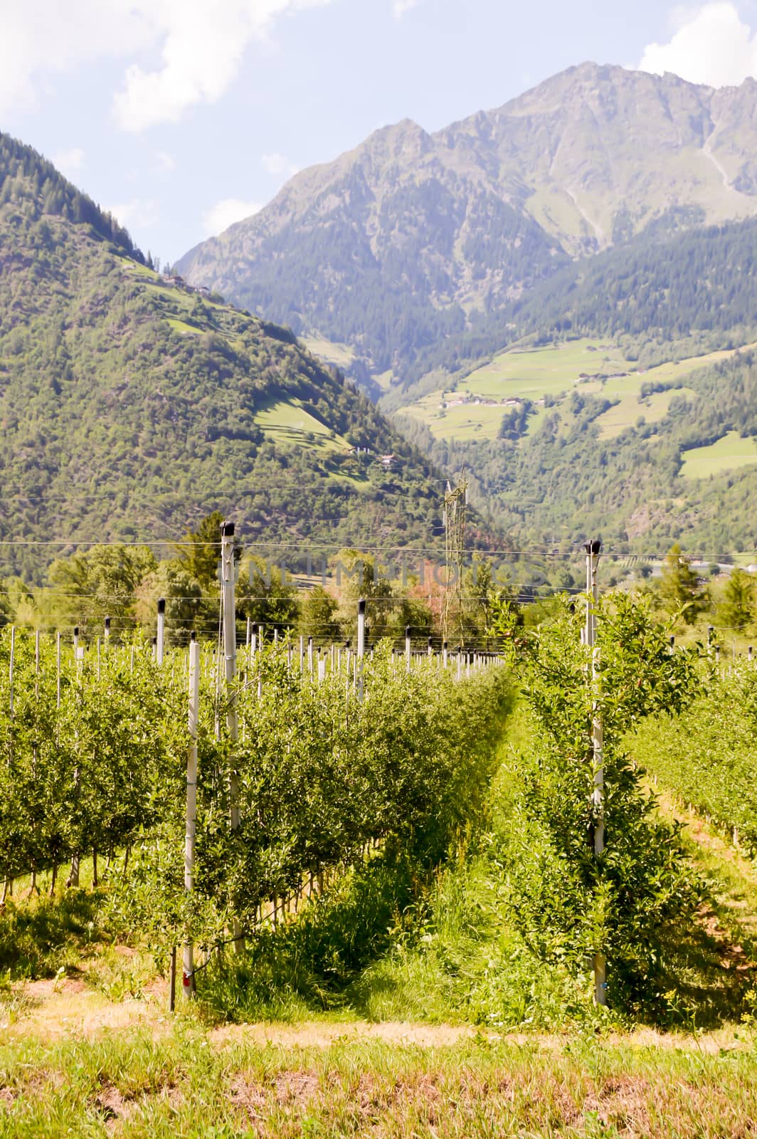 Fields of apple trees  by Philou1000