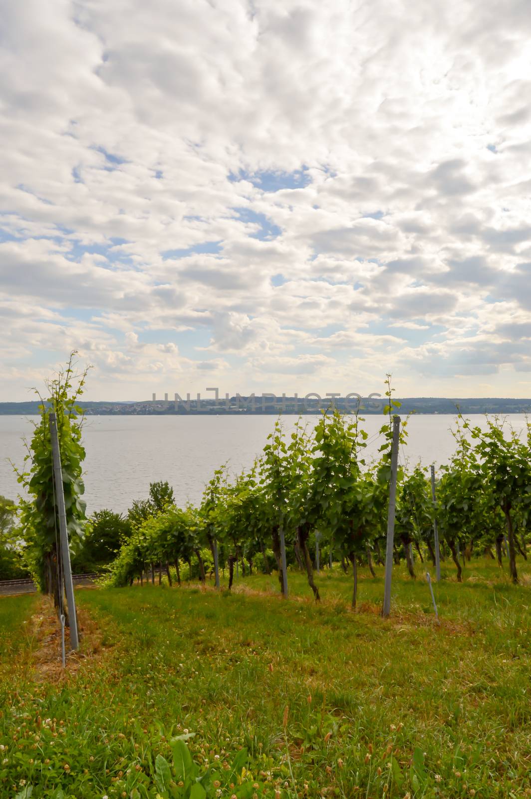 View of vine plants in Uhldingen on Lake Constance in Germany