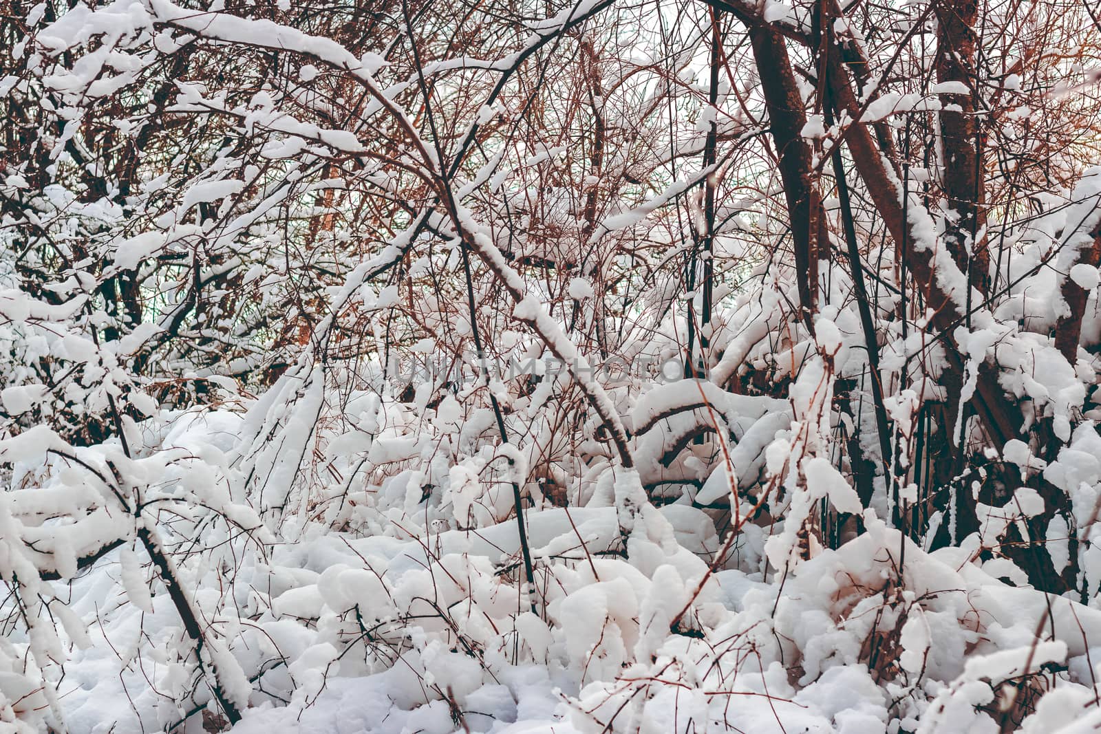 Cold winter snowy landscape at middle of the day