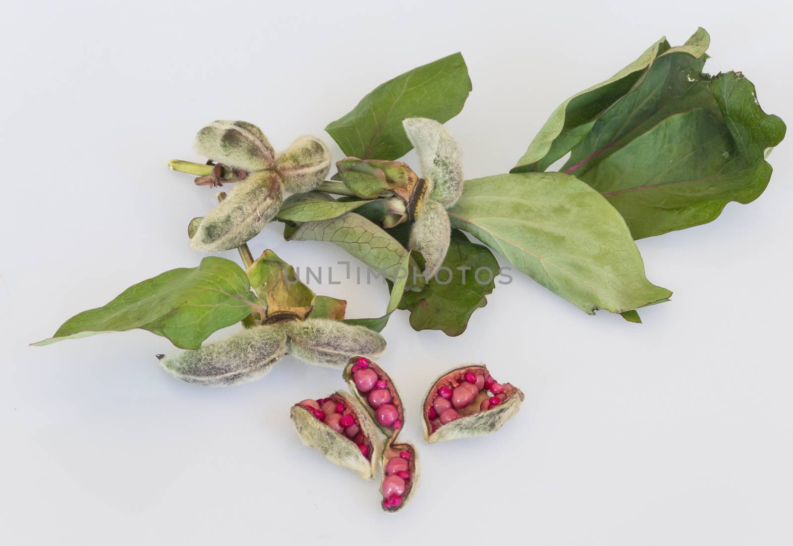 Bear rose seeds