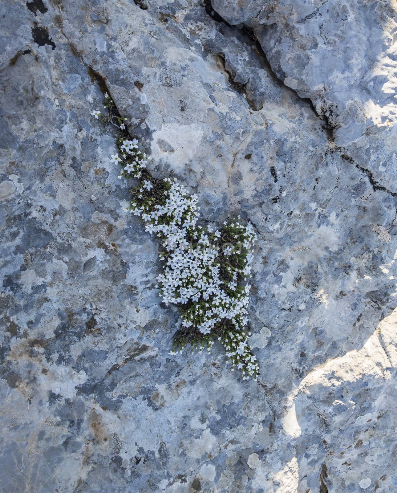 Endemic white wildflower in rock fissures