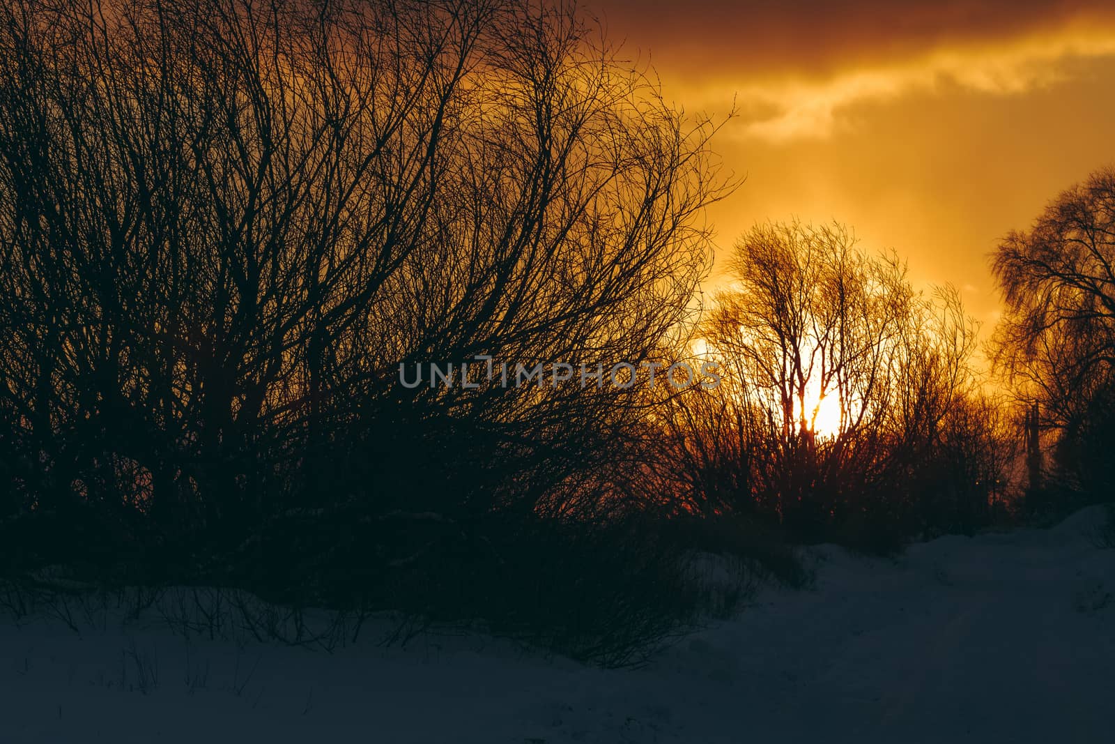 Hot yellow winter sunrise against the trees without leaves