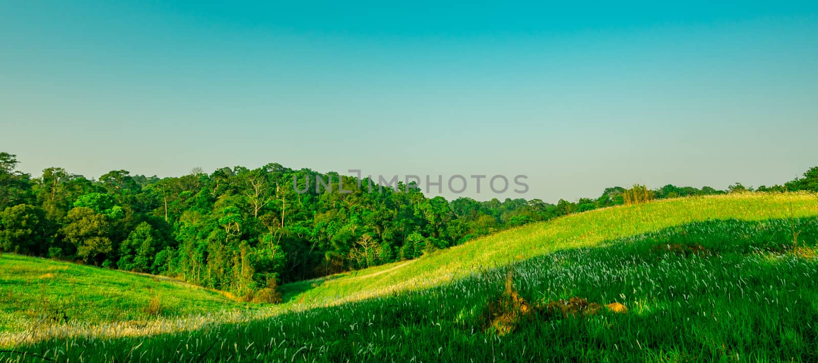 Beautiful rural landscape of green grass field with white flowers on clear blue sky background in the morning on sunshine day. Forest behind the hill. Planet earth concept. Nature composition by Fahroni