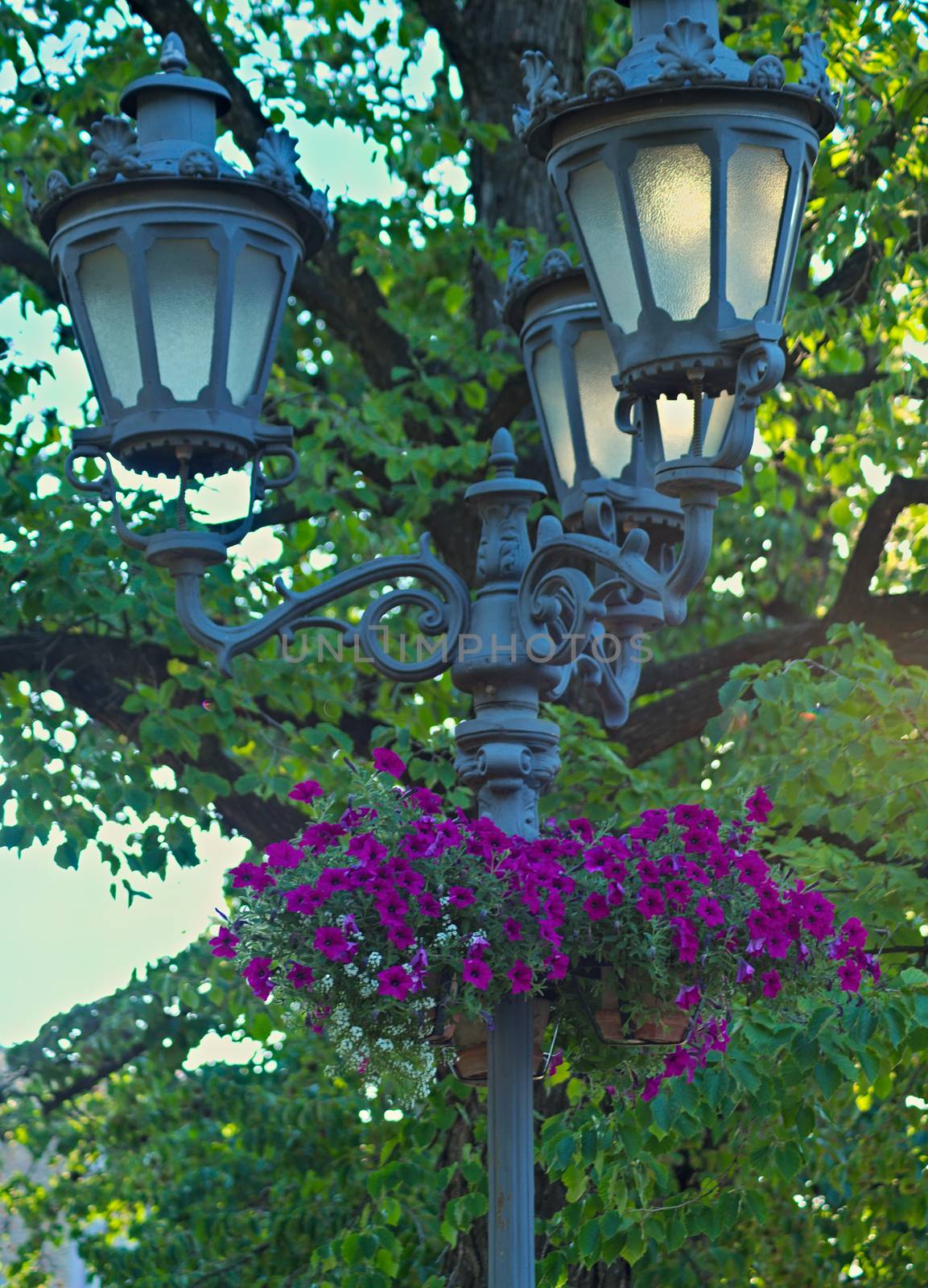 Blooming plants in flowerbeds hanging on lightning pillar by sheriffkule