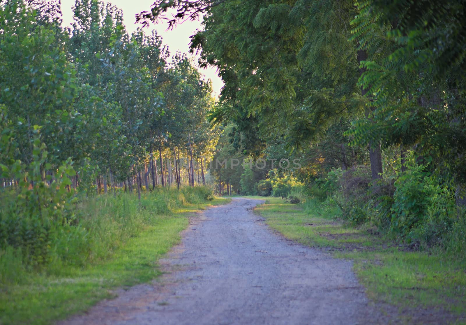 Forest hiking road with trees all around