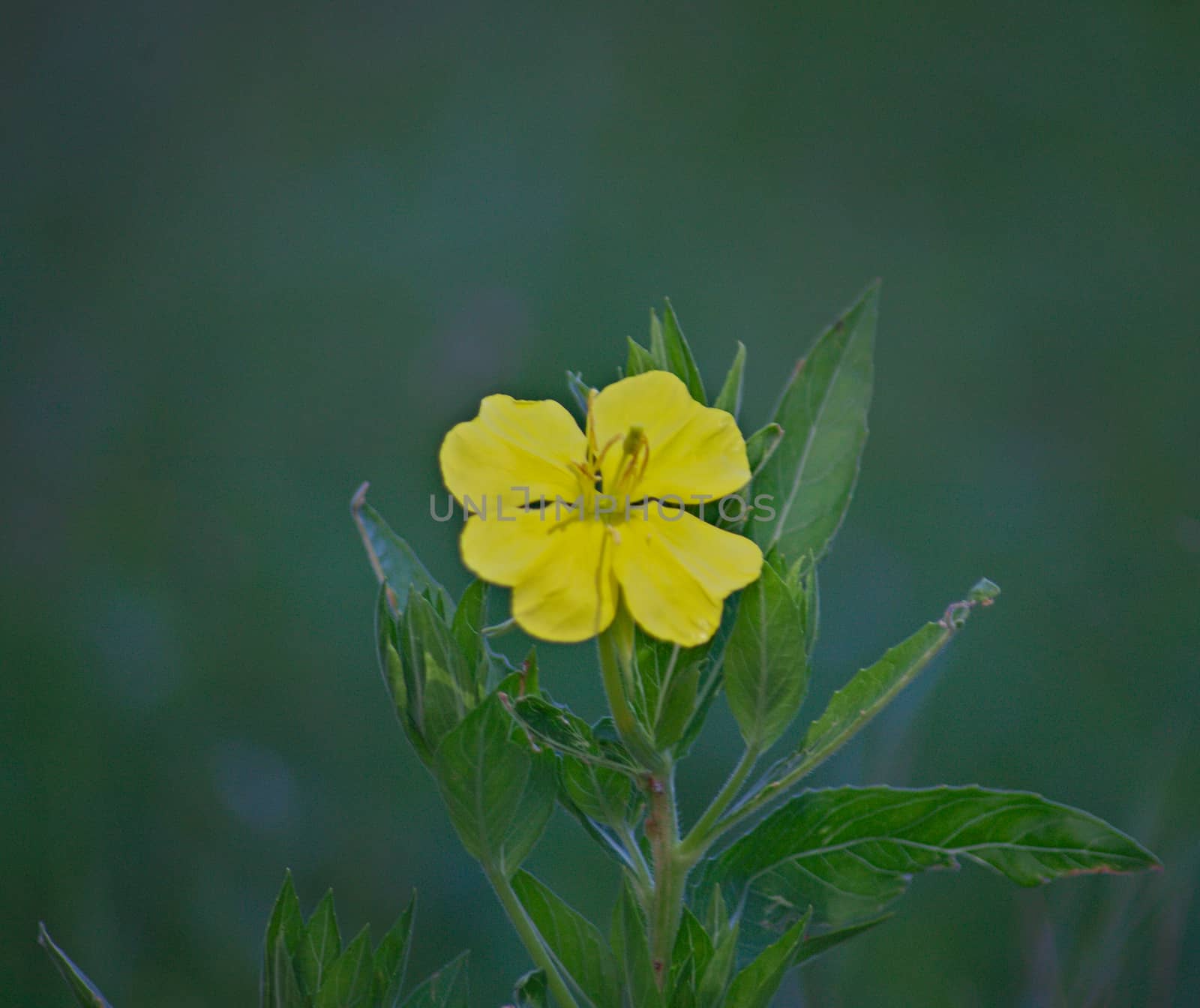 Small wild plant blooming with yellow flower