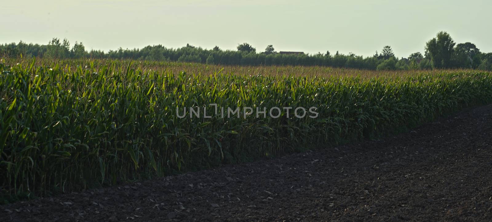 side view on corn field on a sunny summer day