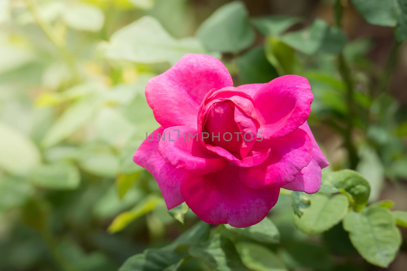 Roses in the garden, Roses are beautiful with a beautiful sunny day.