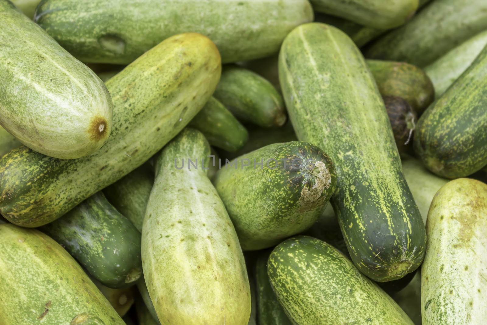Closeup of fresh cucumbers sale in a grocery shop. Cucumber background Cucumber harvest.