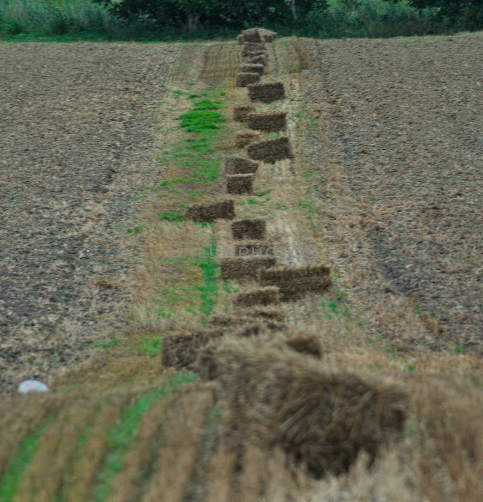 Row of bales on field, with arable land on both sides