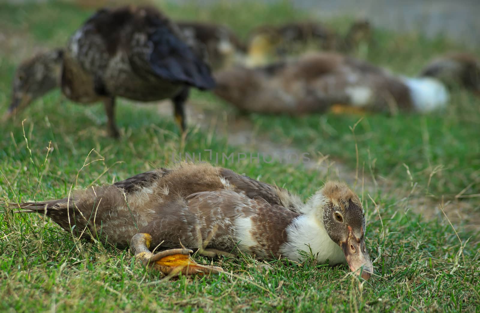 Duckling sitting on grass and other ducks in background by sheriffkule