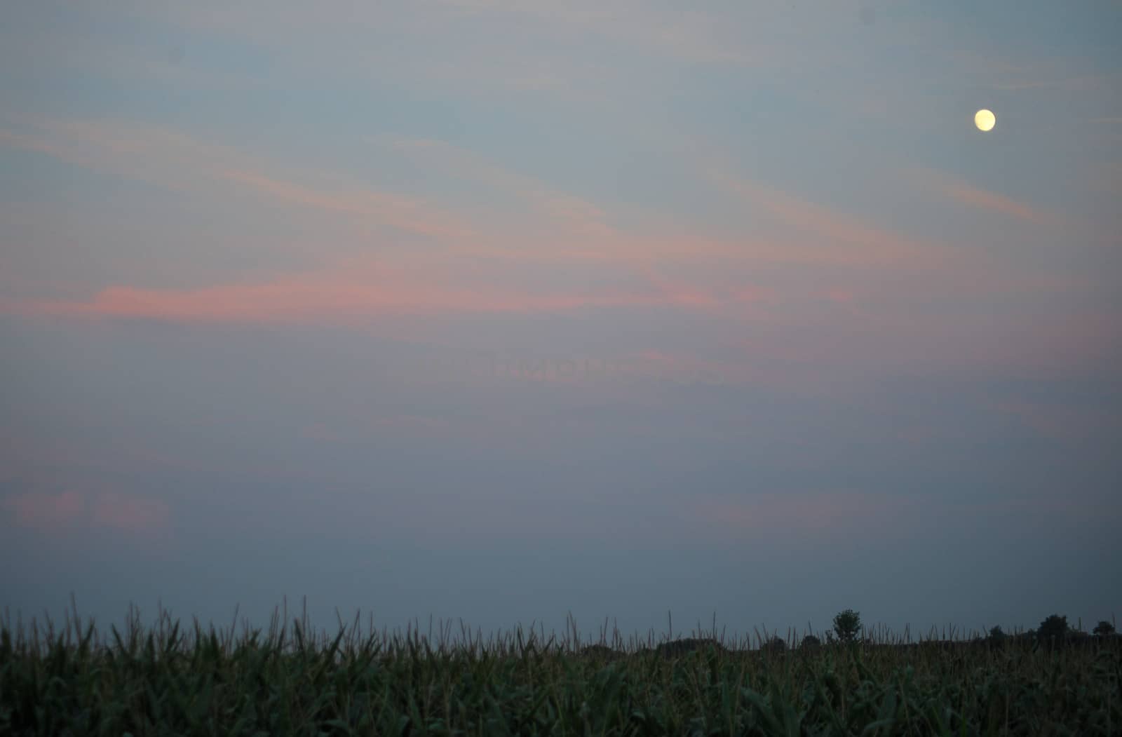 Sunset over corn field with moon in right corner