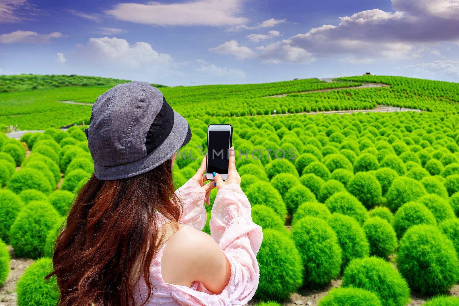 Young woman take a photos at hitachi seaside park, Japan. by gutarphotoghaphy