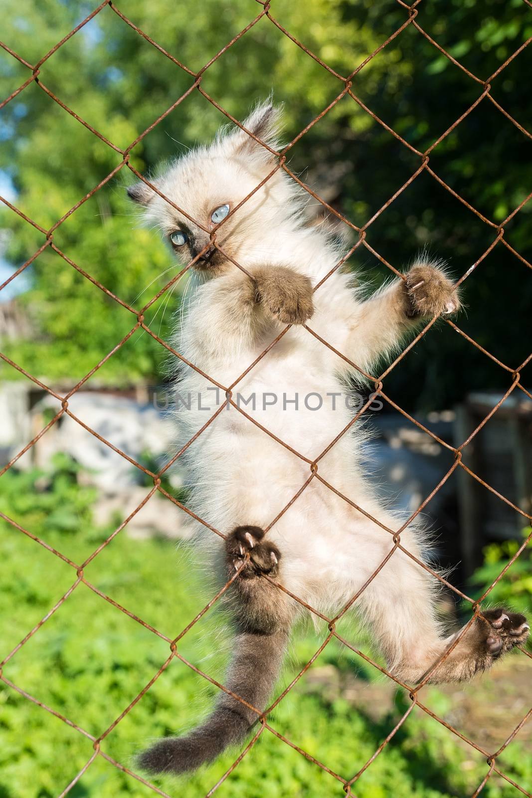 Kitten on the fence by AlexBush