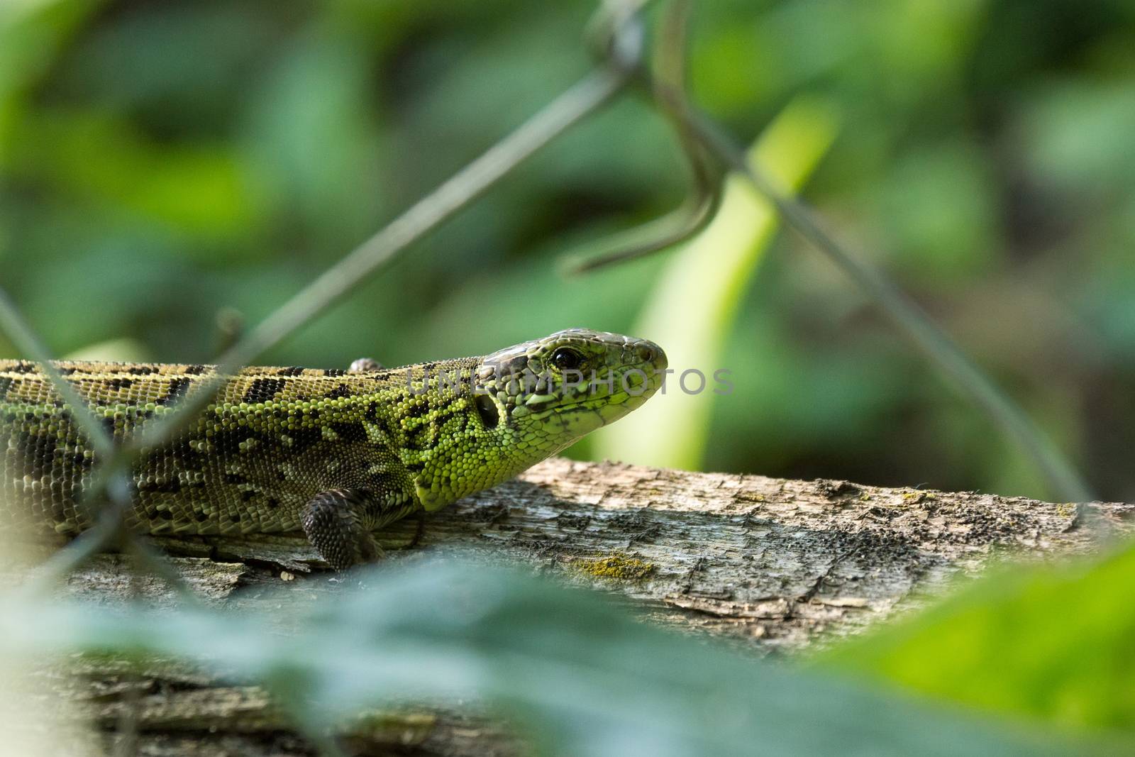 Green lizard on a log by AlexBush