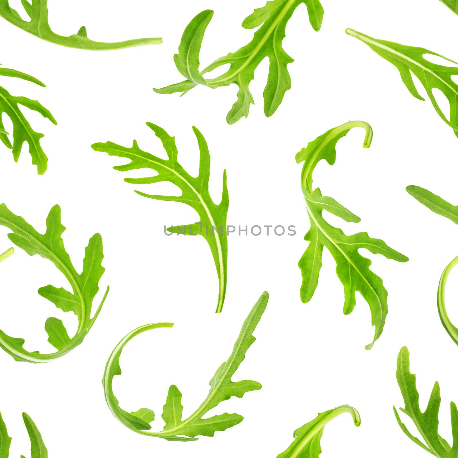 Rucola seamless pattern. Arugula leaves isolated on white background with clipping path