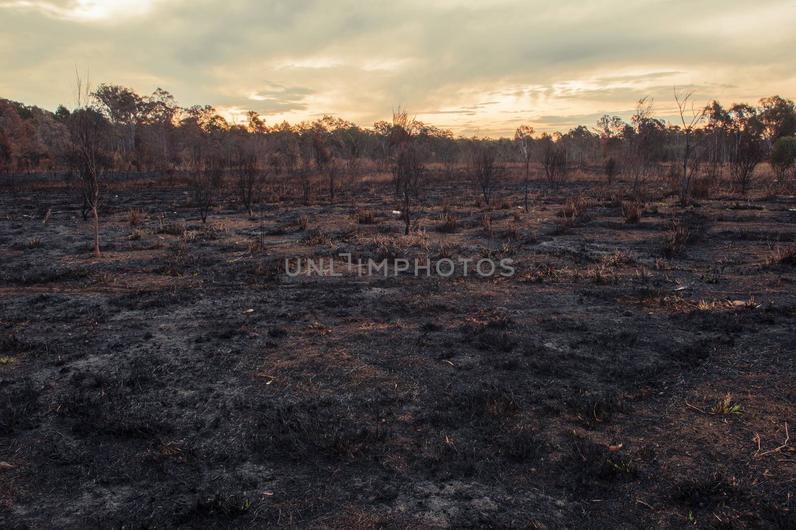 Result after a controlled fire burn near Collingwood Park, Ipswich City, Queensland, Australia.