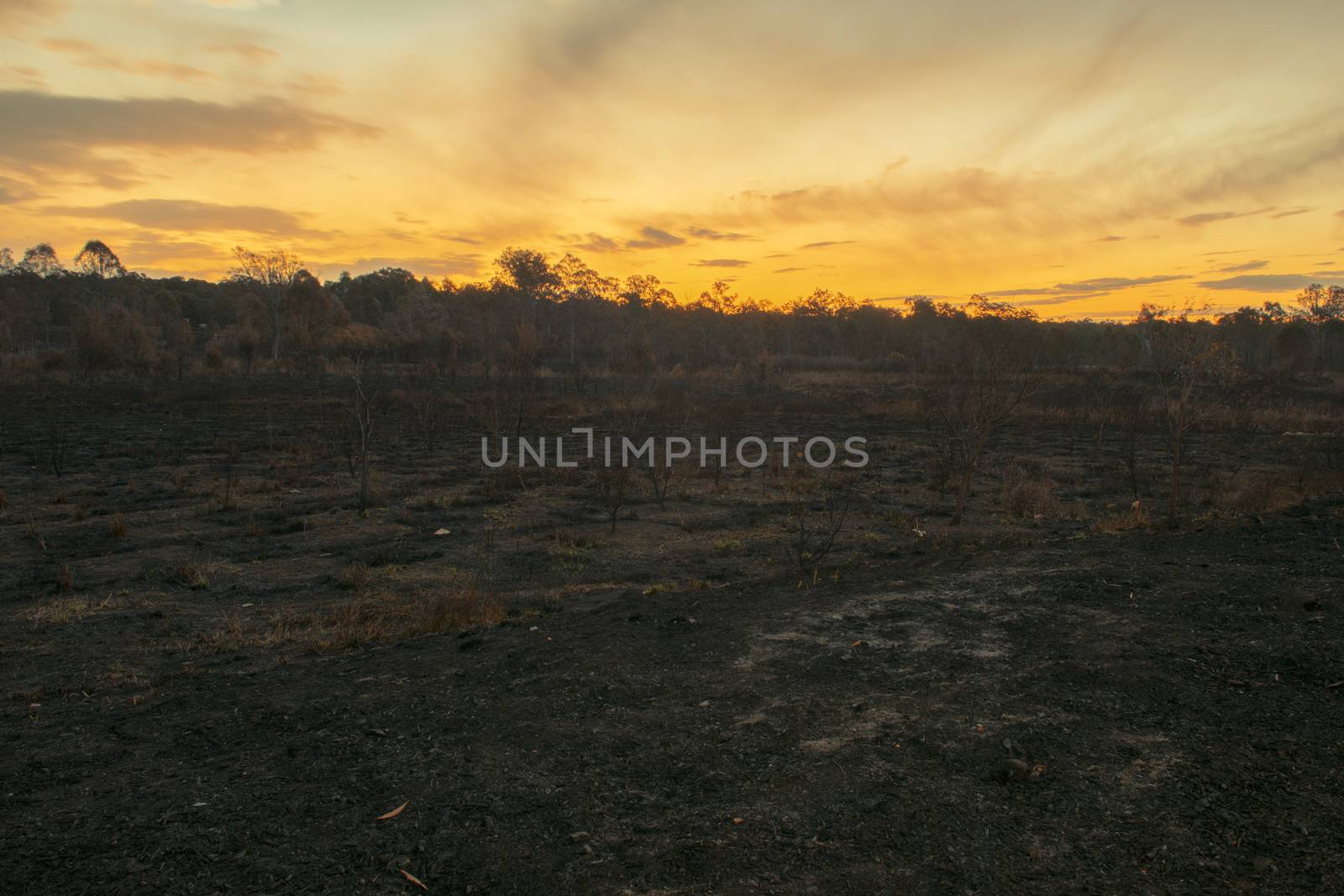 Result after a controlled fire burn near Collingwood Park, Ipswich City, Queensland, Australia.