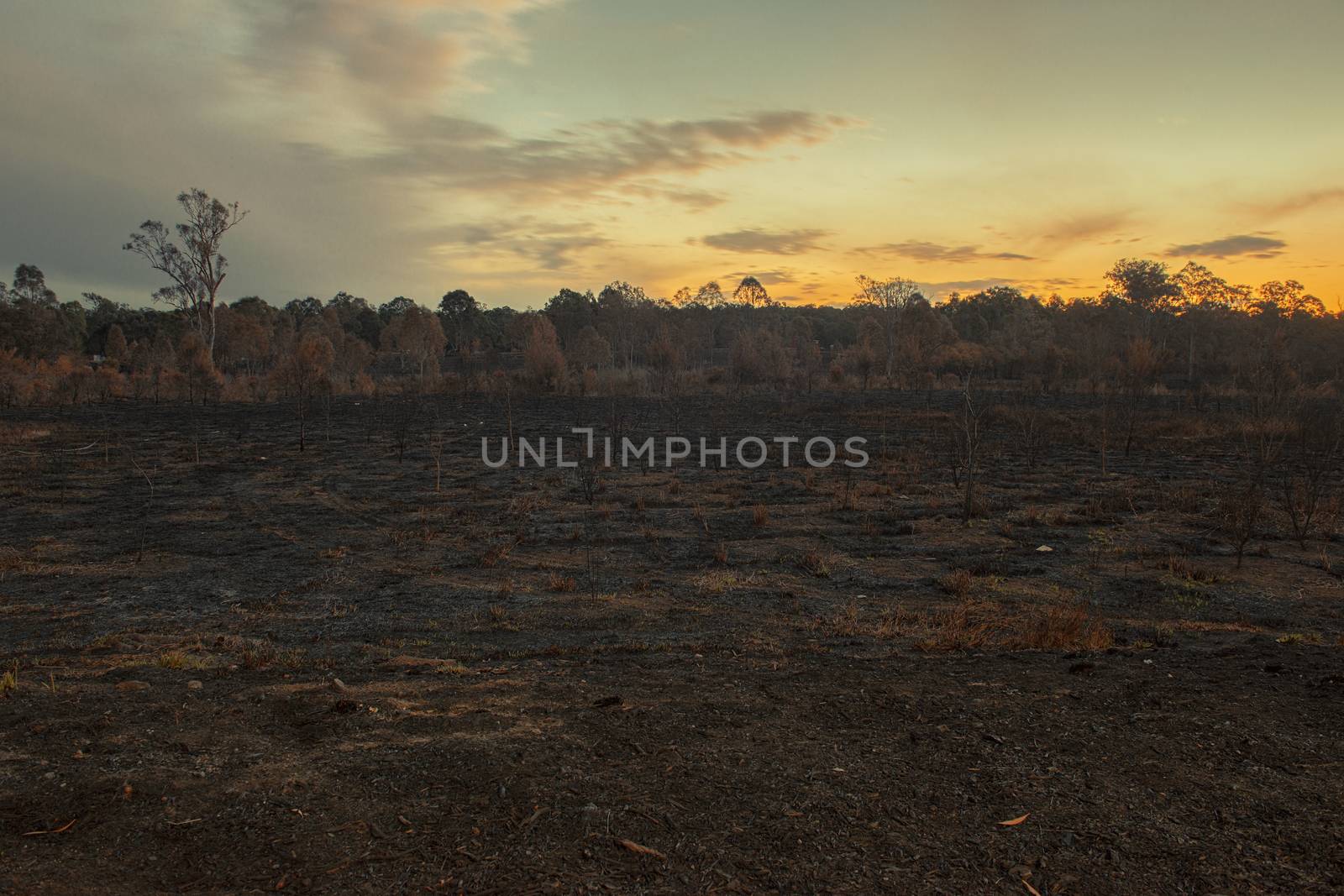 Result after a controlled fire burn near Collingwood Park, Ipswich City, Queensland, Australia.