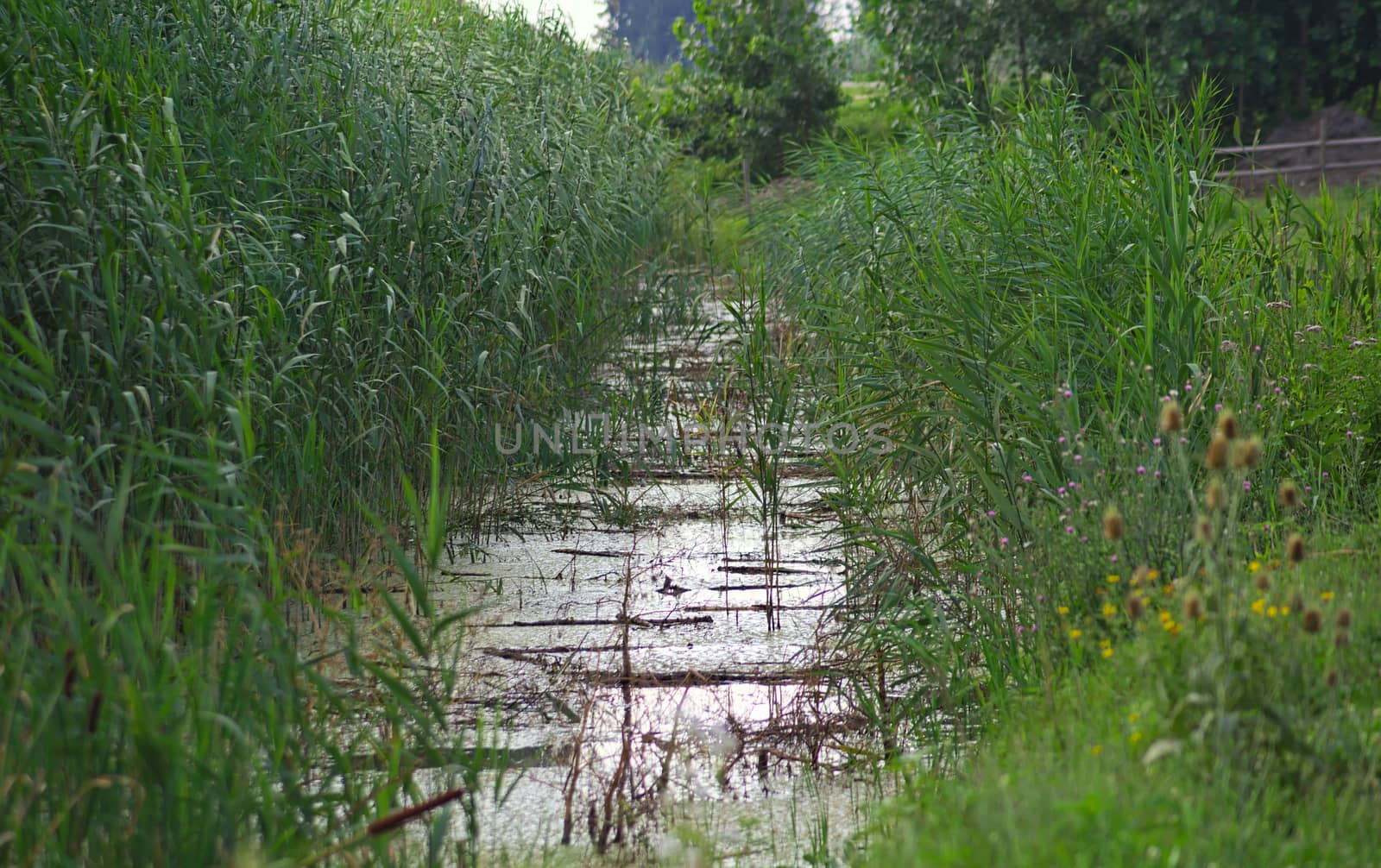 Vegetation booming at swamp during summer time