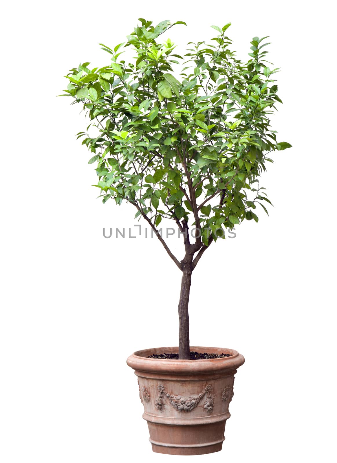 Small tree in a pot isolated over white