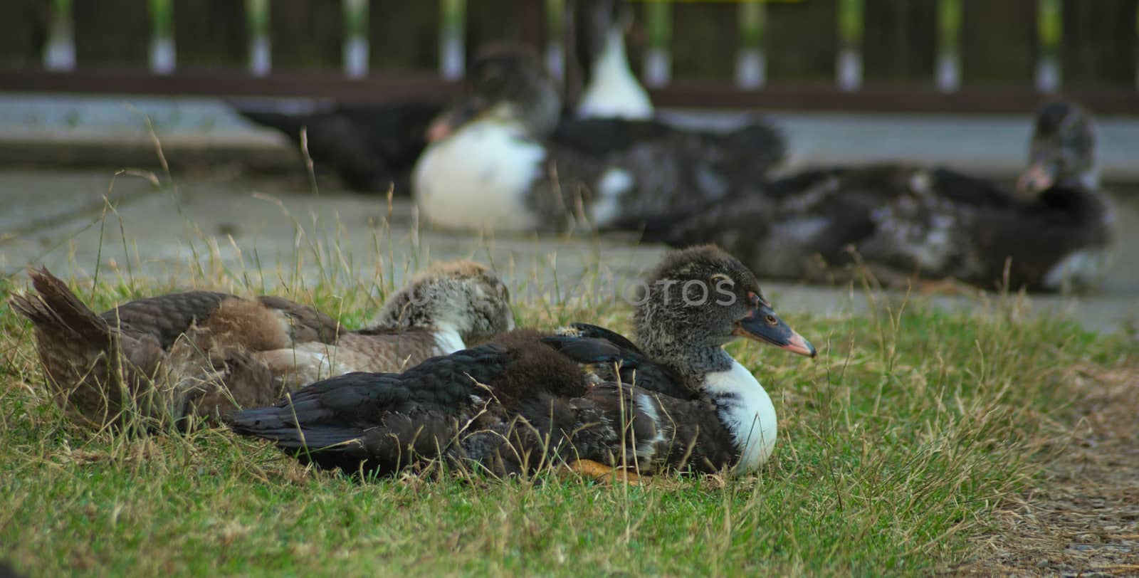 Duckling sitting on grass and other ducks in background