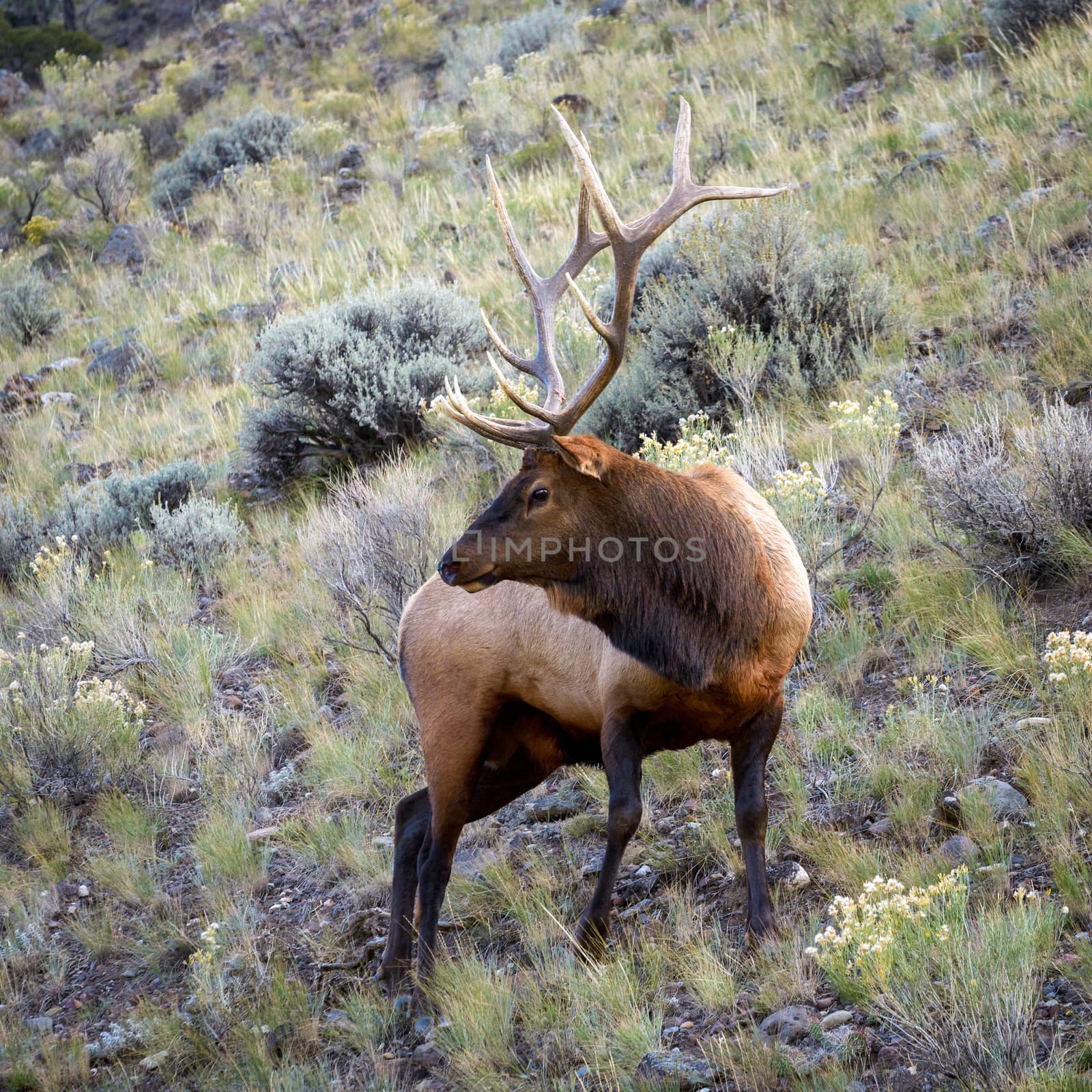 Elk or Wapiti (Cervus canadensis) by phil_bird