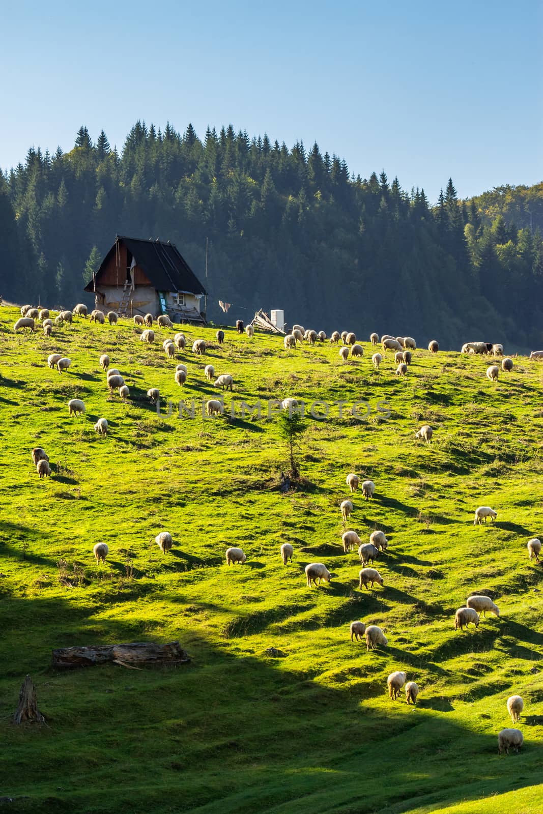 flock of sheep on the meadow near  forest in mountains by Pellinni