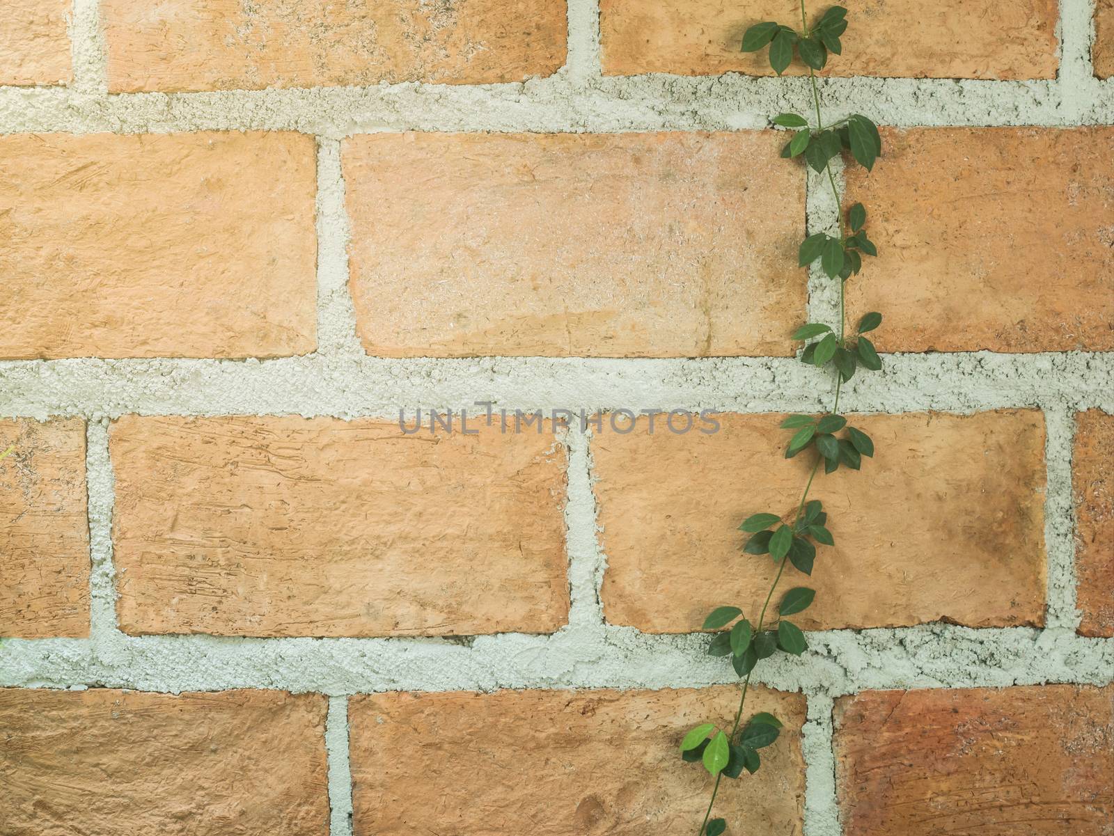 Brick clay wall background with climbing green ivy,vintage wall