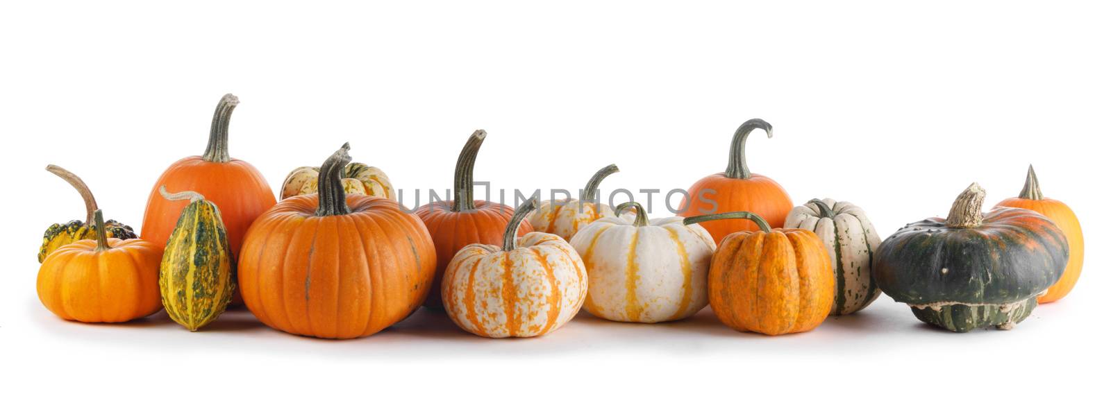 Many various pumpkins isolated on white background, Halloween or Thanksgiving day concept