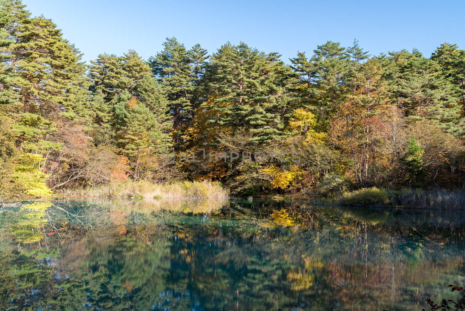 Goshiki-numa Urabandai Fukushima Autumn Japan by vichie81