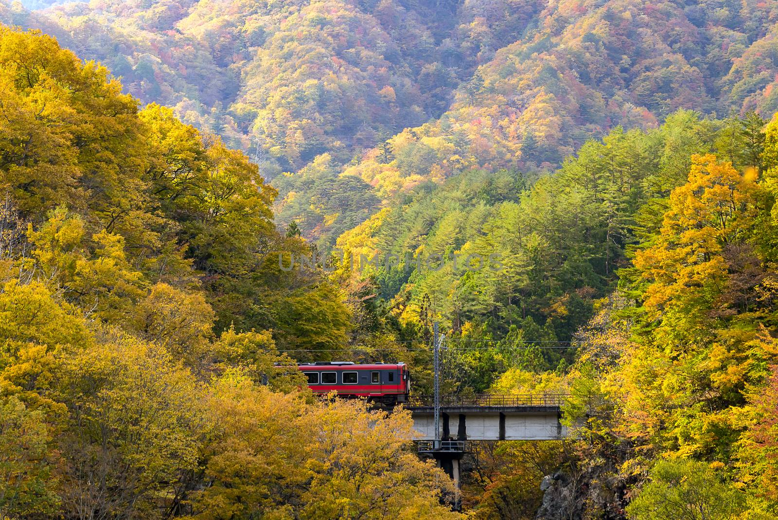 Autumn fall foliage with red train commuter in Fukushima Japan