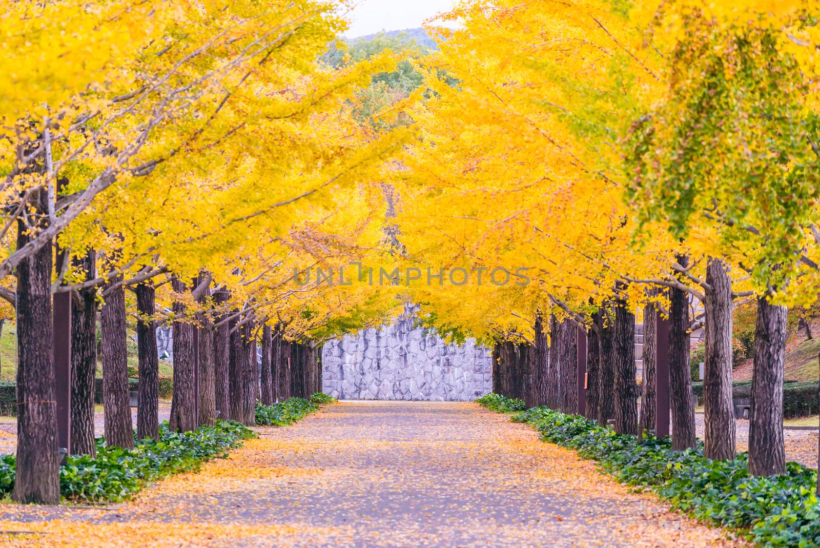 Ginkgo Road by vichie81