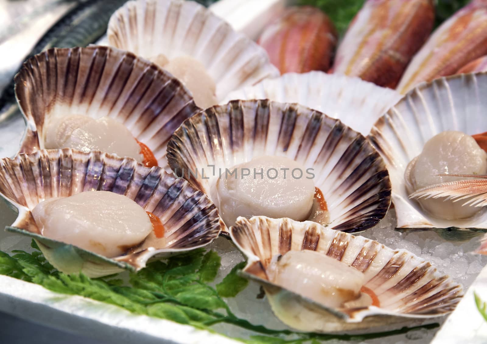 Raw seashels in a market in Milan, Italy